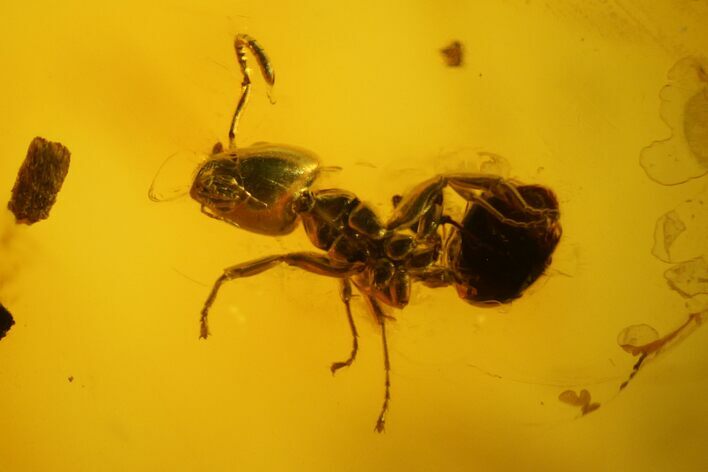Detailed Fossil Ant, Fly & Springtail In Baltic Amber #142245